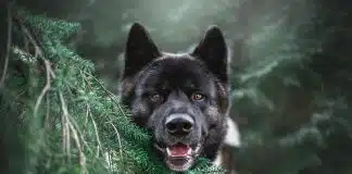 Verme do coração em cães: o que é, perigos, como prevenir e tratar!