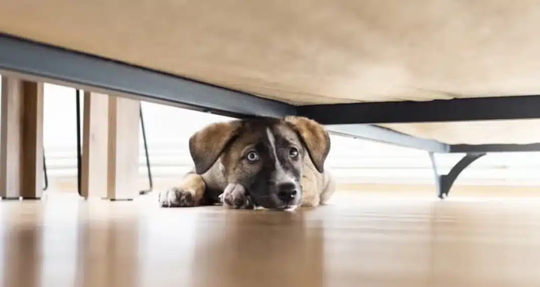 Cachorro com medo de fogos: 6 truques infalíveis para deixá-lo mais confortável na virada do ano