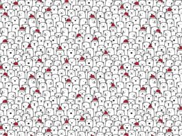 ilusão visual cachorro entre os ursos