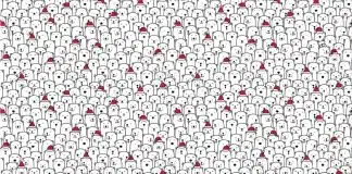 ilusão visual cachorro entre os ursos