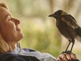 Um acidente, uma família em pedaços e um pássaro improvável: o filme da Netflix que vai te desmontar por dentro