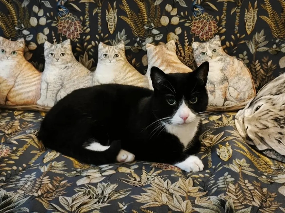 pensarcontemporaneo.com - At&eacute; Picasso se rendeu: o casar&atilde;o luxuoso em Amsterd&atilde; onde os gatos s&atilde;o os &uacute;nicos donos da arte!