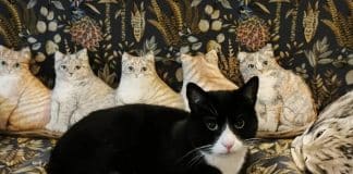 O museu em Amsterdã que só tem obras retratando gatos